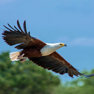 image of Eagle