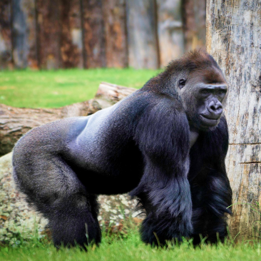 image of Gorilla