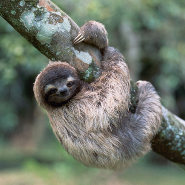 image of Sloth