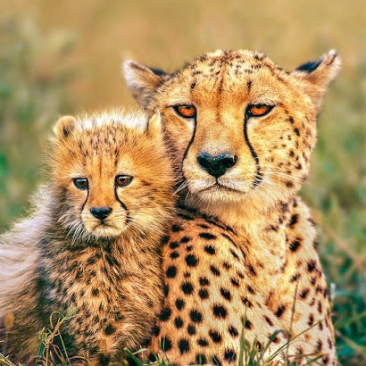 image of Cheetah