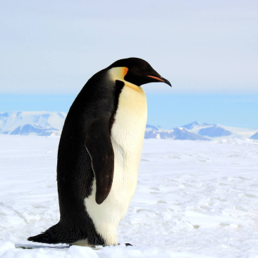 image of Penguin